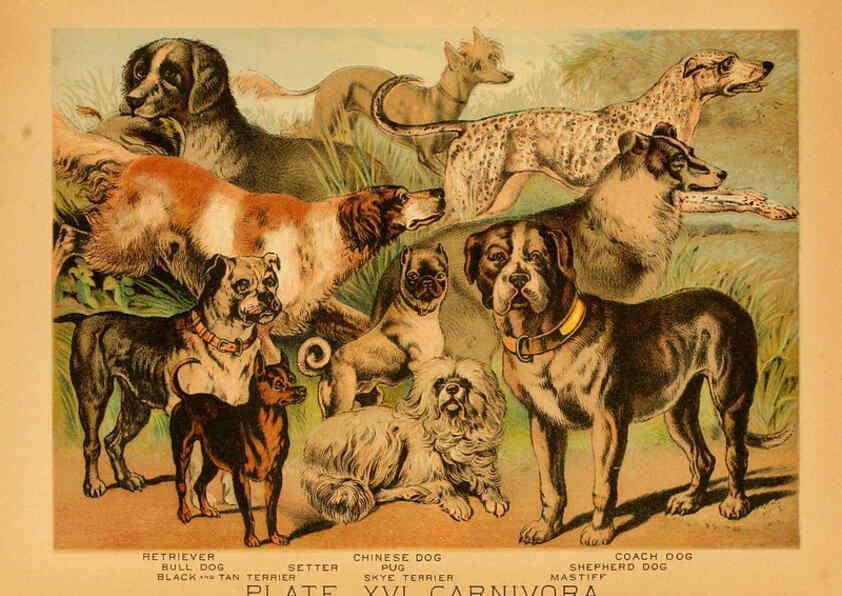 Reproducción/Reproduction 6130246024: The animal kingdom; based upon the writings of the eminent naturalists, Audubon, Wallace, Brehm, Wood and others. New York :Johnson & Bailey,1897