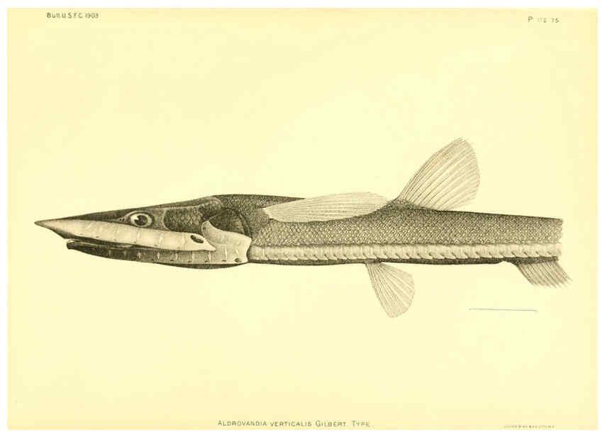 Reproducción/Reproduction 6129729409: The deep-sea fishes [of the Hawaiian Islands] Washington,Govt. Print. Off.,1905