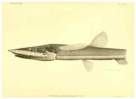 Reproducción/Reproduction 6129729409: The deep-sea fishes [of the Hawaiian Islands] Washington,Govt. Print. Off.,1905