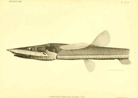Reproducción/Reproduction 6129729409: The deep-sea fishes [of the Hawaiian Islands] Washington,Govt. Print. Off.,1905