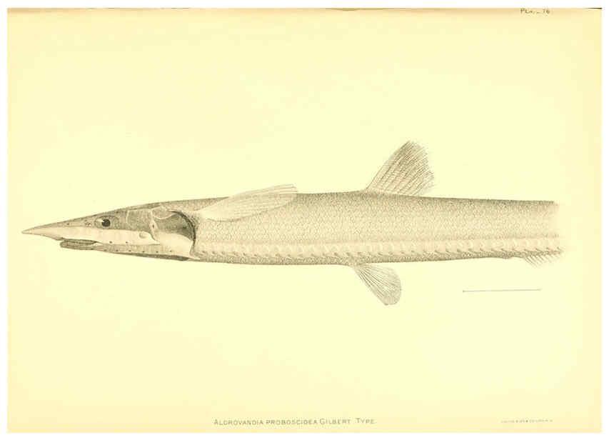 Reproducción/Reproduction 6130279756: The deep-sea fishes [of the Hawaiian Islands] Washington,Govt. Print. Off.,1905