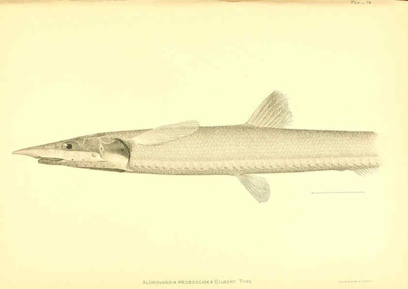 Reproducción/Reproduction 6130279756: The deep-sea fishes [of the Hawaiian Islands] Washington,Govt. Print. Off.,1905