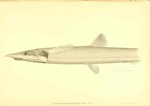 Reproducción/Reproduction 6130279756: The deep-sea fishes [of the Hawaiian Islands] Washington,Govt. Print. Off.,1905