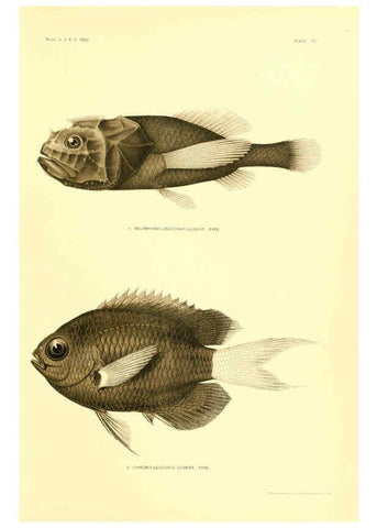 Reproducción/Reproduction 6129730069: The deep-sea fishes [of the Hawaiian Islands] Washington,Govt. Print. Off.,1905