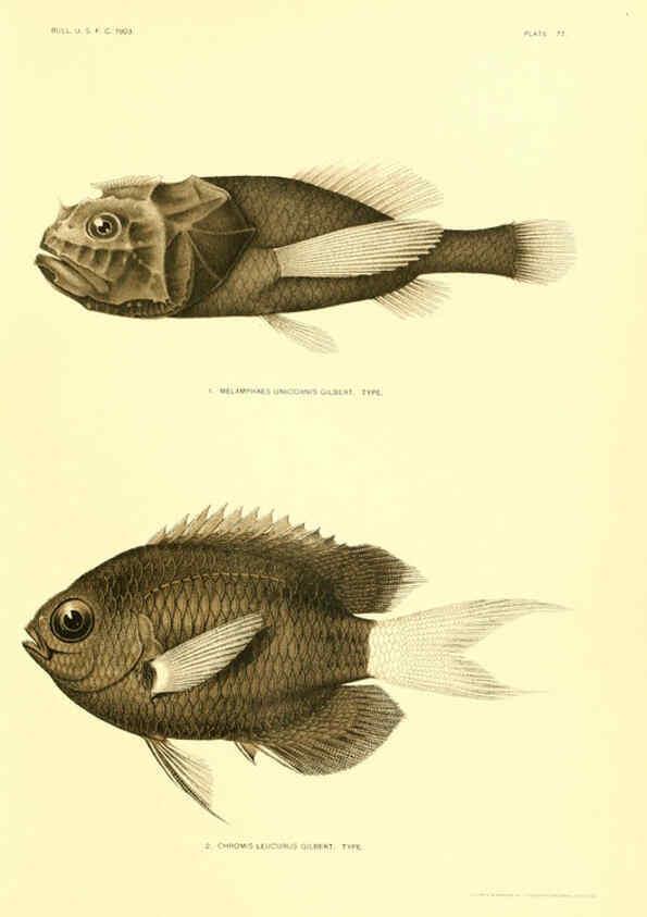 Reproducción/Reproduction 6129730069: The deep-sea fishes [of the Hawaiian Islands] Washington,Govt. Print. Off.,1905