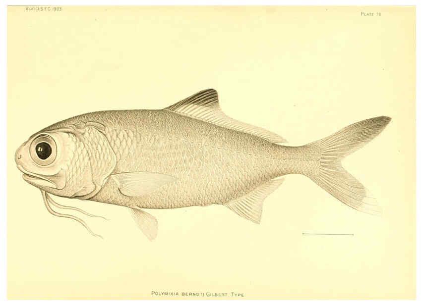 Reproducción/Reproduction 6130280300: The deep-sea fishes [of the Hawaiian Islands] Washington,Govt. Print. Off.,1905
