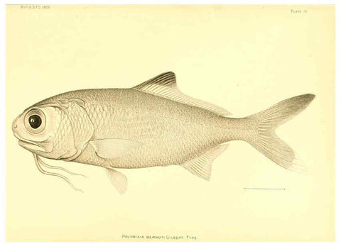 Reproducción/Reproduction 6130280300: The deep-sea fishes [of the Hawaiian Islands] Washington,Govt. Print. Off.,1905