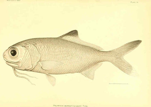 Reproducción/Reproduction 6130280300: The deep-sea fishes [of the Hawaiian Islands] Washington,Govt. Print. Off.,1905