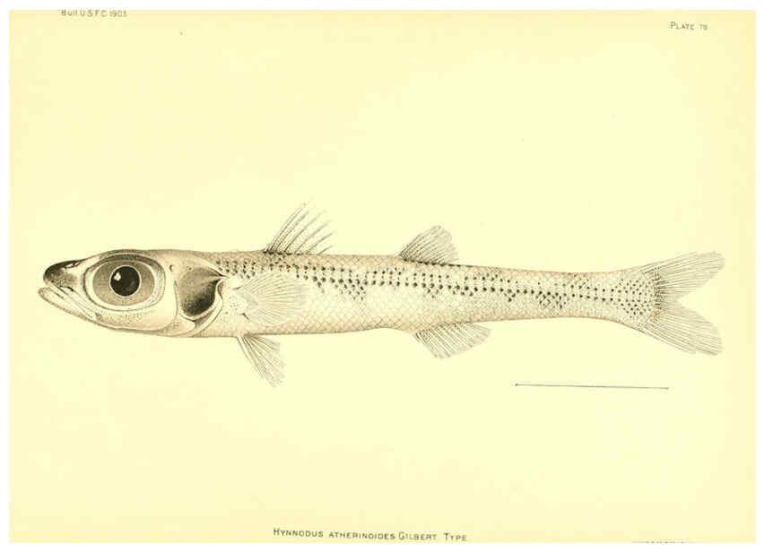 Reproducción/Reproduction 6130280570: The deep-sea fishes [of the Hawaiian Islands] Washington,Govt. Print. Off.,1905