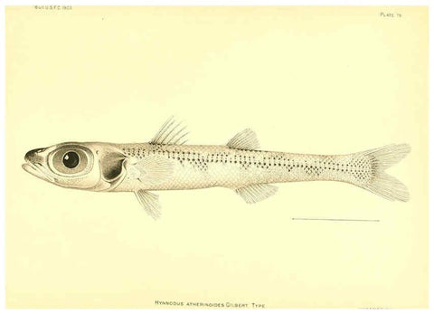 Reproducción/Reproduction 6130280570: The deep-sea fishes [of the Hawaiian Islands] Washington,Govt. Print. Off.,1905