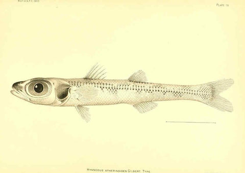 Reproducción/Reproduction 6130280570: The deep-sea fishes [of the Hawaiian Islands] Washington,Govt. Print. Off.,1905