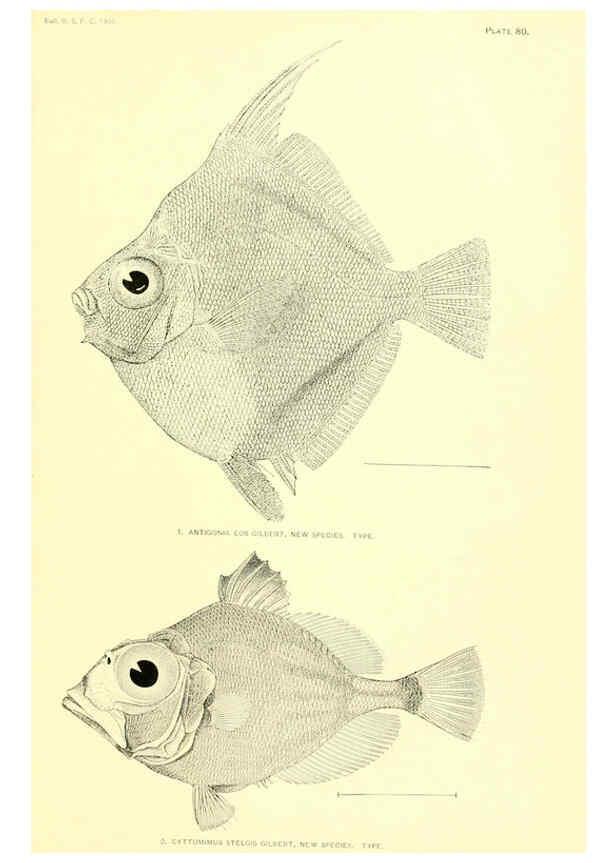 Reproducción/Reproduction 6130280860: The deep-sea fishes [of the Hawaiian Islands] Washington,Govt. Print. Off.,1905