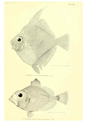 Reproducción/Reproduction 6130280860: The deep-sea fishes [of the Hawaiian Islands] Washington,Govt. Print. Off.,1905