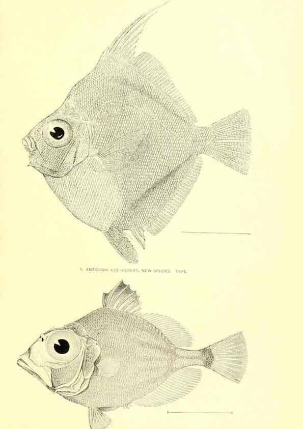 Reproducción/Reproduction 6130280860: The deep-sea fishes [of the Hawaiian Islands] Washington,Govt. Print. Off.,1905