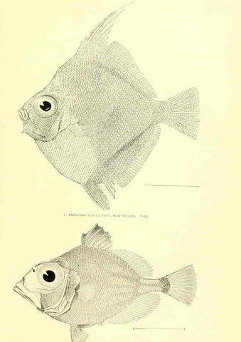 Reproducción/Reproduction 6130280860: The deep-sea fishes [of the Hawaiian Islands] Washington,Govt. Print. Off.,1905