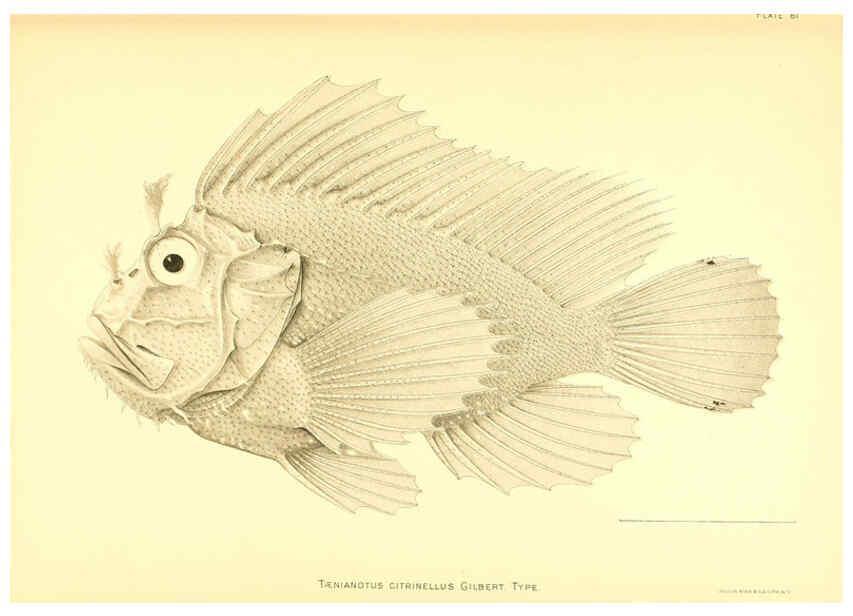 Reproducción/Reproduction 6129731031: The deep-sea fishes [of the Hawaiian Islands] Washington,Govt. Print. Off.,1905