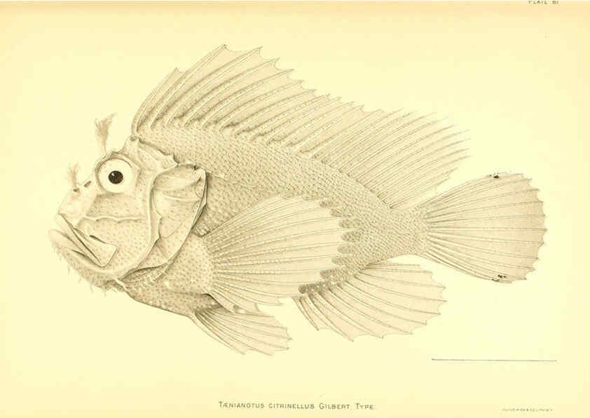 Reproducción/Reproduction 6129731031: The deep-sea fishes [of the Hawaiian Islands] Washington,Govt. Print. Off.,1905