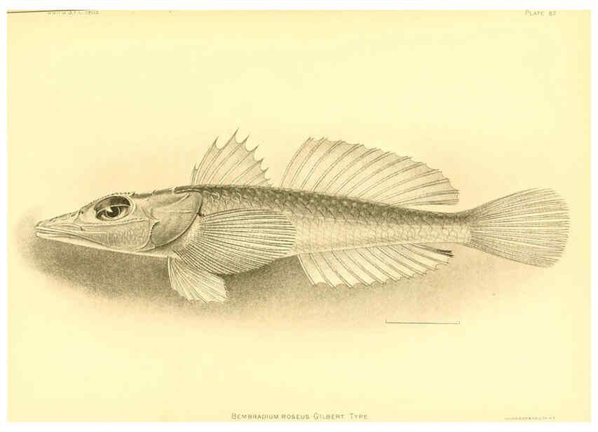 Reproducción/Reproduction 6129731267: The deep-sea fishes [of the Hawaiian Islands] Washington,Govt. Print. Off.,1905