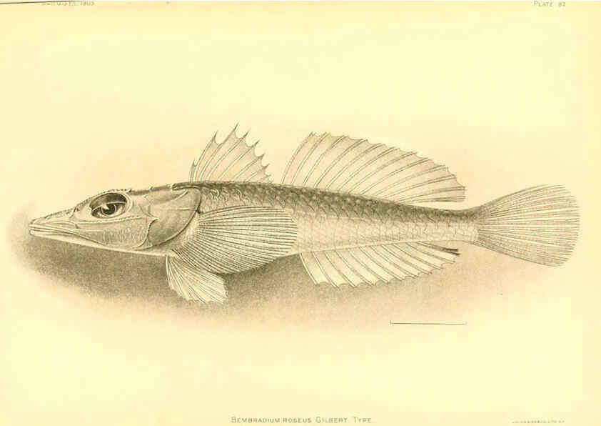 Reproducción/Reproduction 6129731267: The deep-sea fishes [of the Hawaiian Islands] Washington,Govt. Print. Off.,1905