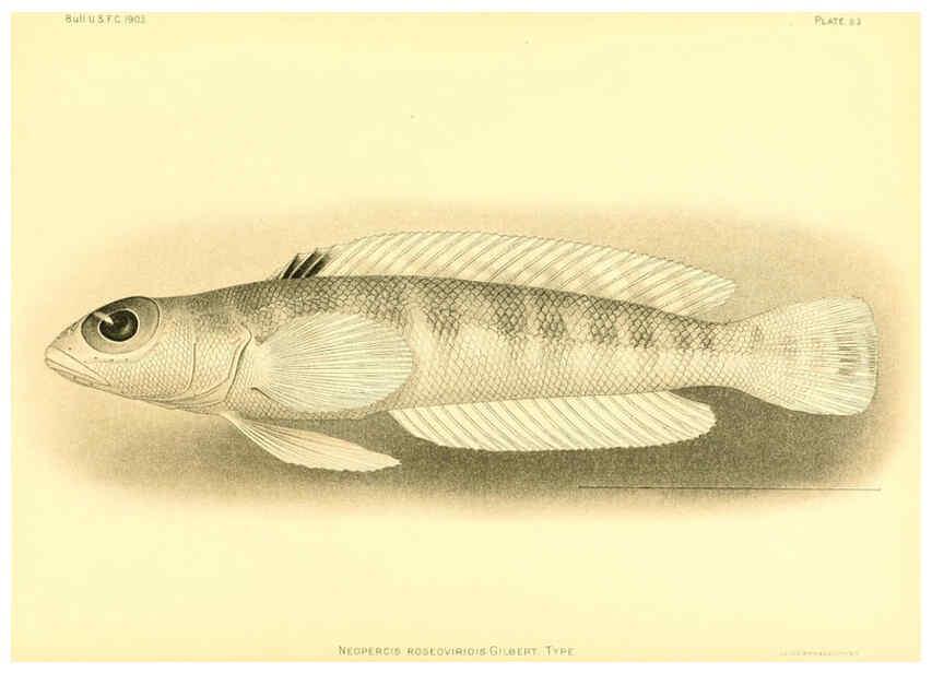 Reproducción/Reproduction 6129731483: The deep-sea fishes [of the Hawaiian Islands] Washington,Govt. Print. Off.,1905