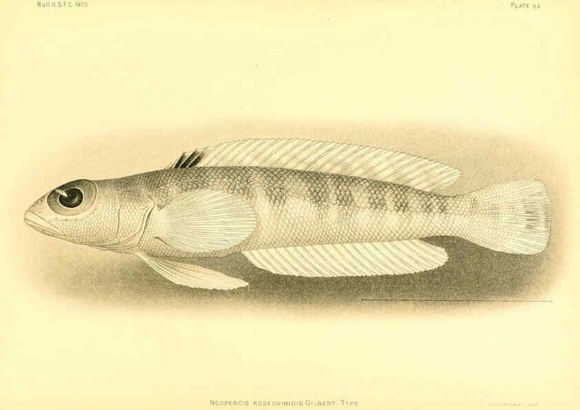 Reproducción/Reproduction 6129731483: The deep-sea fishes [of the Hawaiian Islands] Washington,Govt. Print. Off.,1905