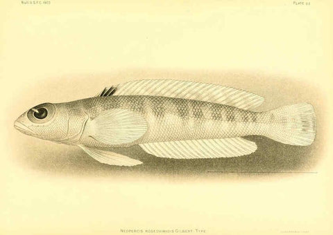 Reproducción/Reproduction 6129731483: The deep-sea fishes [of the Hawaiian Islands] Washington,Govt. Print. Off.,1905