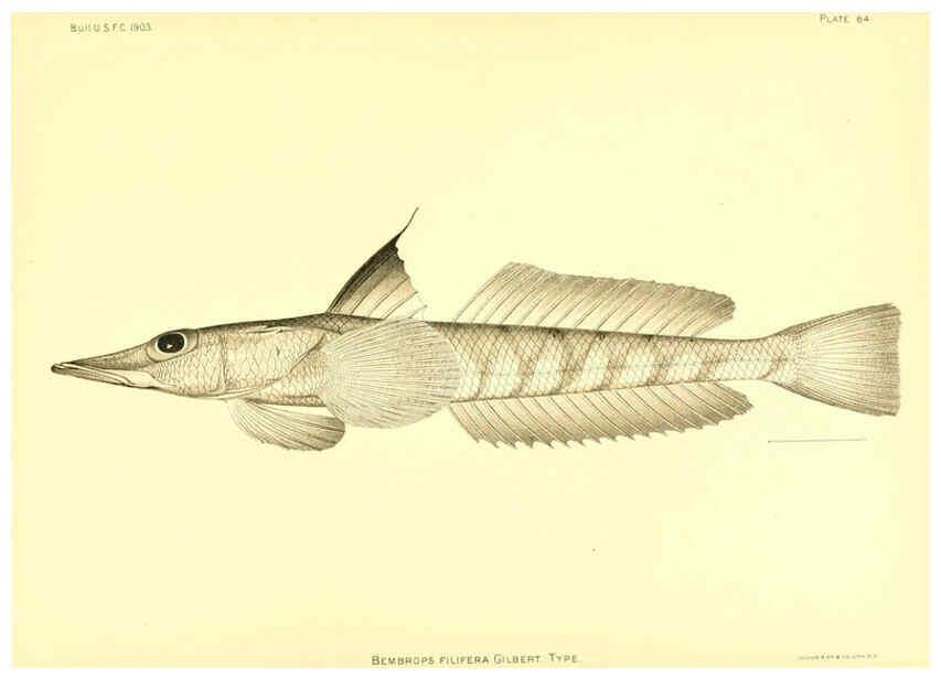 Reproducción/Reproduction 6130281766: The deep-sea fishes [of the Hawaiian Islands] Washington,Govt. Print. Off.,1905