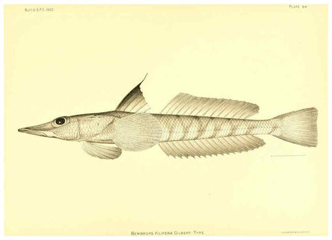 Reproducción/Reproduction 6130281766: The deep-sea fishes [of the Hawaiian Islands] Washington,Govt. Print. Off.,1905
