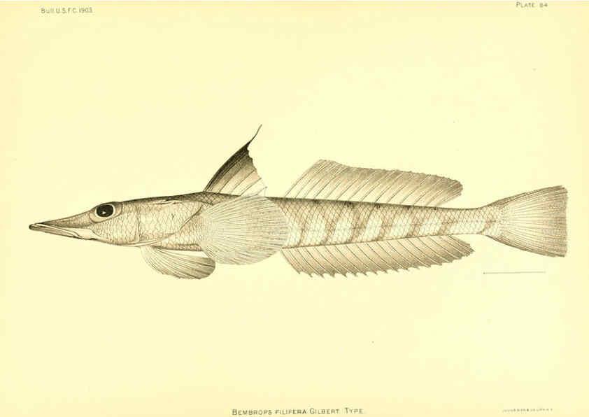 Reproducción/Reproduction 6130281766: The deep-sea fishes [of the Hawaiian Islands] Washington,Govt. Print. Off.,1905