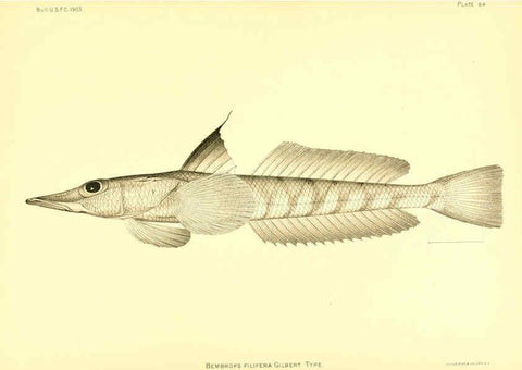Reproducción/Reproduction 6130281766: The deep-sea fishes [of the Hawaiian Islands] Washington,Govt. Print. Off.,1905