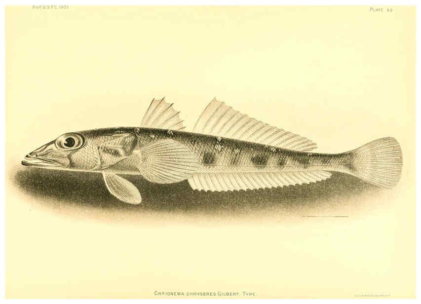 Reproducción/Reproduction 6129731957: The deep-sea fishes [of the Hawaiian Islands] Washington,Govt. Print. Off.,1905