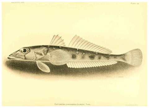Reproducción/Reproduction 6129731957: The deep-sea fishes [of the Hawaiian Islands] Washington,Govt. Print. Off.,1905