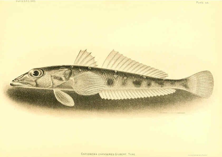 Reproducción/Reproduction 6129731957: The deep-sea fishes [of the Hawaiian Islands] Washington,Govt. Print. Off.,1905