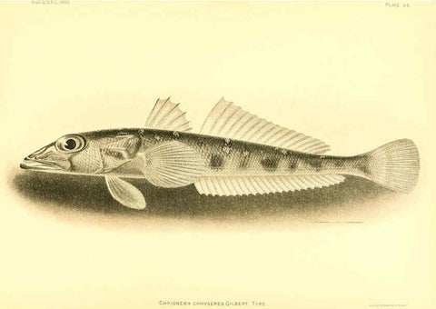 Reproducción/Reproduction 6129731957: The deep-sea fishes [of the Hawaiian Islands] Washington,Govt. Print. Off.,1905