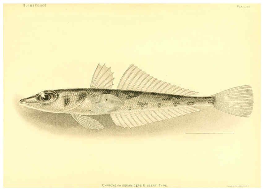 Reproducción/Reproduction 6129732147: The deep-sea fishes [of the Hawaiian Islands] Washington,Govt. Print. Off.,1905