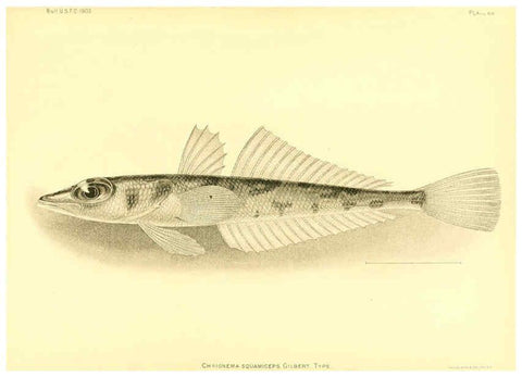 Reproducción/Reproduction 6129732147: The deep-sea fishes [of the Hawaiian Islands] Washington,Govt. Print. Off.,1905
