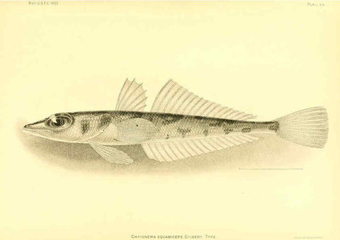 Reproducción/Reproduction 6129732147: The deep-sea fishes [of the Hawaiian Islands] Washington,Govt. Print. Off.,1905