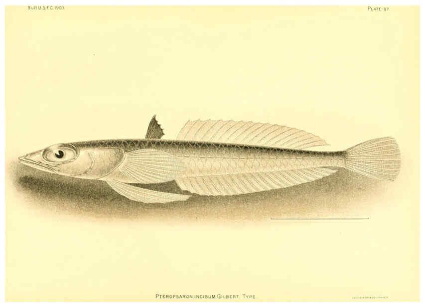 Reproducción/Reproduction 6129732381: The deep-sea fishes [of the Hawaiian Islands] Washington,Govt. Print. Off.,1905