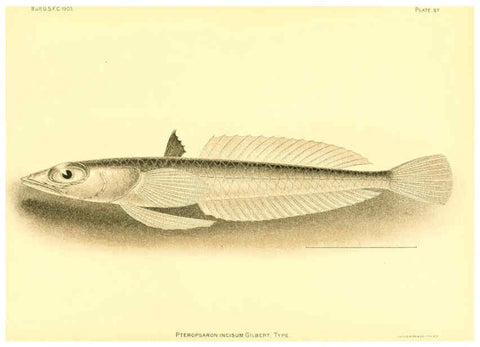 Reproducción/Reproduction 6129732381: The deep-sea fishes [of the Hawaiian Islands] Washington,Govt. Print. Off.,1905