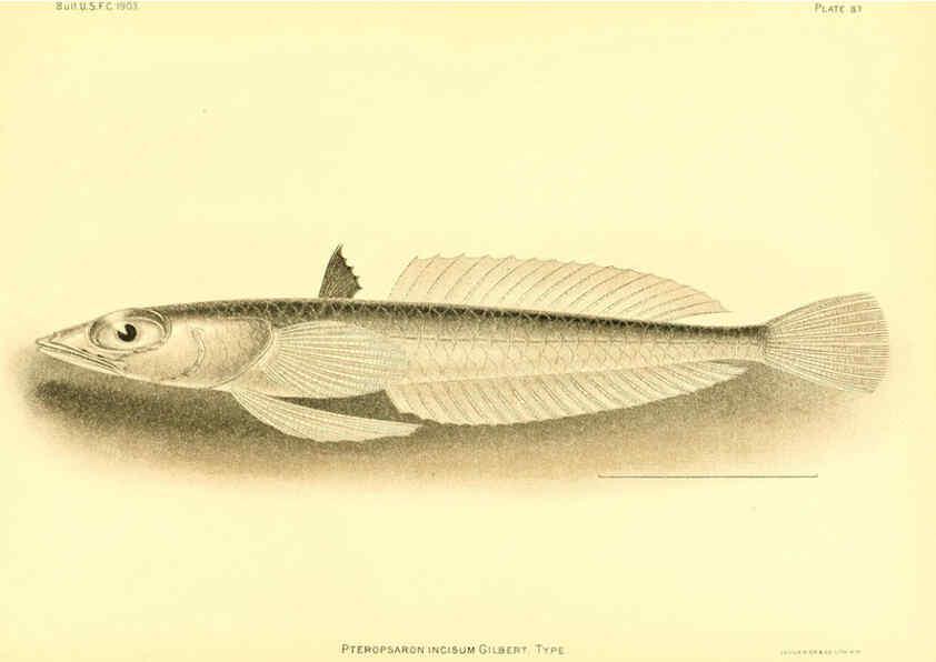 Reproducción/Reproduction 6129732381: The deep-sea fishes [of the Hawaiian Islands] Washington,Govt. Print. Off.,1905
