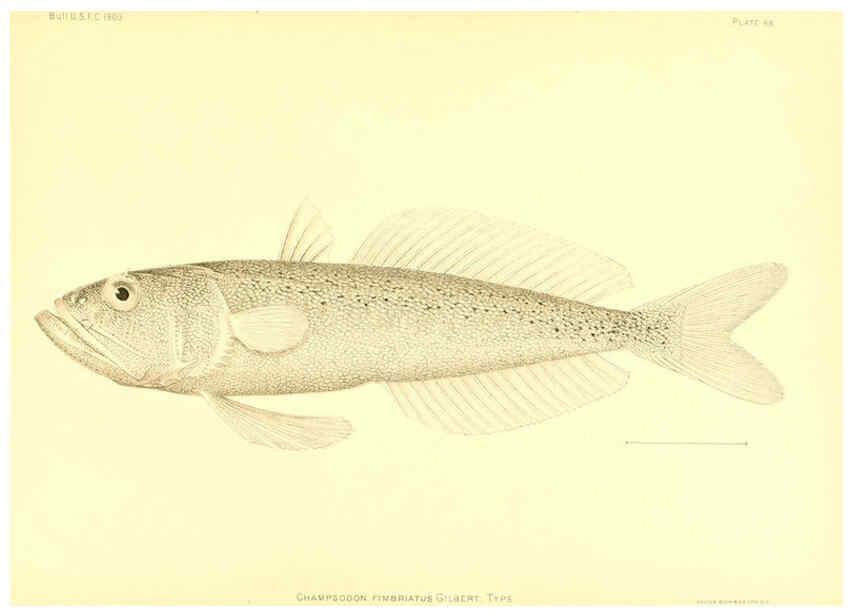 Reproducción/Reproduction 6129732749: The deep-sea fishes [of the Hawaiian Islands] Washington,Govt. Print. Off.,1905