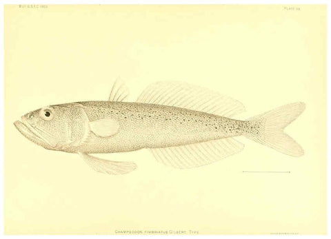 Reproducción/Reproduction 6129732749: The deep-sea fishes [of the Hawaiian Islands] Washington,Govt. Print. Off.,1905