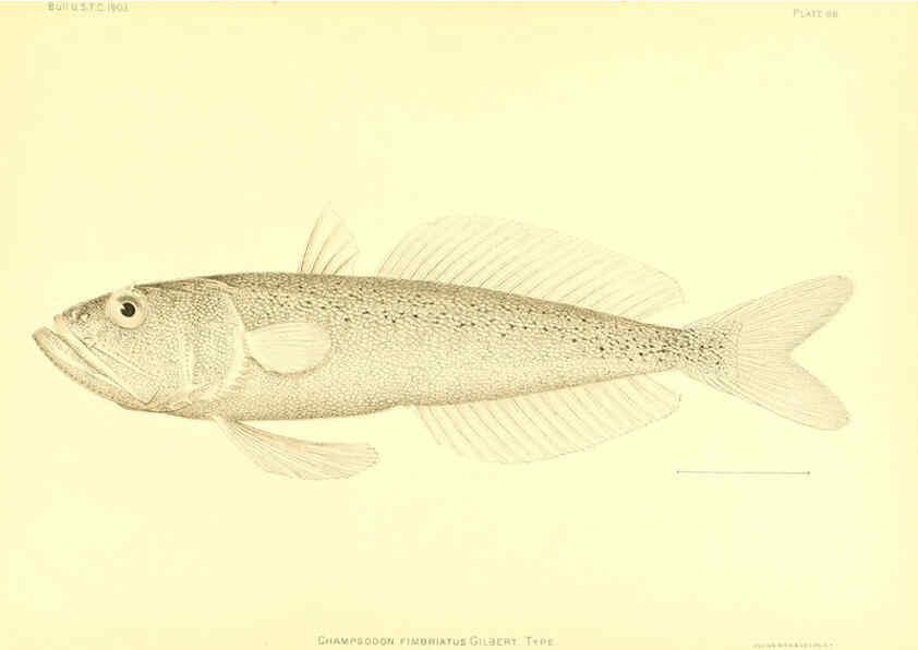Reproducción/Reproduction 6129732749: The deep-sea fishes [of the Hawaiian Islands] Washington,Govt. Print. Off.,1905
