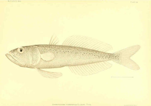 Reproducción/Reproduction 6129732749: The deep-sea fishes [of the Hawaiian Islands] Washington,Govt. Print. Off.,1905