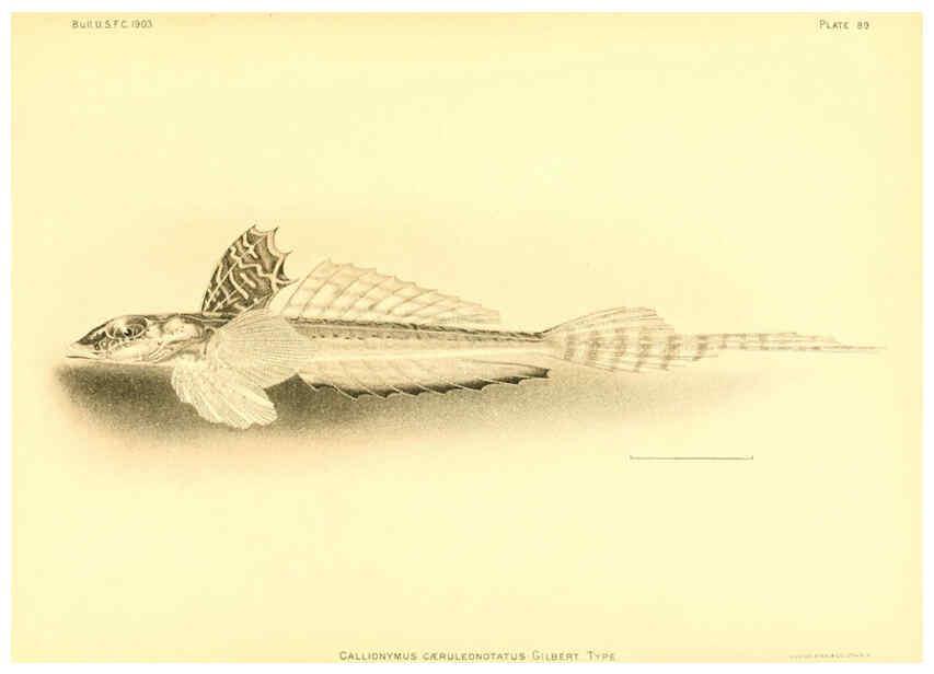 Reproducción/Reproduction 6129733037: The deep-sea fishes [of the Hawaiian Islands] Washington,Govt. Print. Off.,1905
