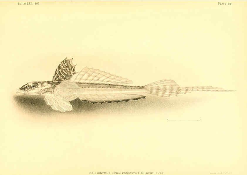 Reproducción/Reproduction 6129733037: The deep-sea fishes [of the Hawaiian Islands] Washington,Govt. Print. Off.,1905