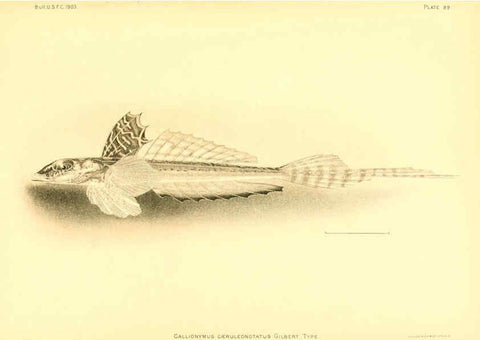 Reproducción/Reproduction 6129733037: The deep-sea fishes [of the Hawaiian Islands] Washington,Govt. Print. Off.,1905