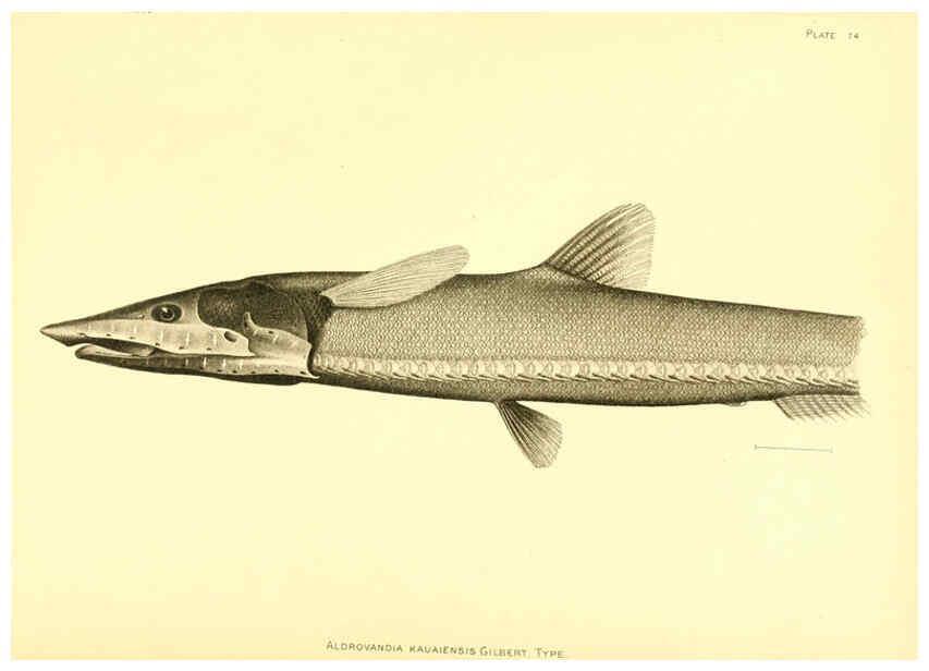 Reproducción/Reproduction 6130279336: The deep-sea fishes [of the Hawaiian Islands] Washington,Govt. Print. Off.,1905