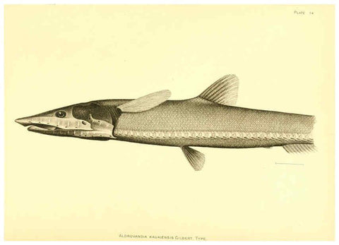 Reproducción/Reproduction 6130279336: The deep-sea fishes [of the Hawaiian Islands] Washington,Govt. Print. Off.,1905