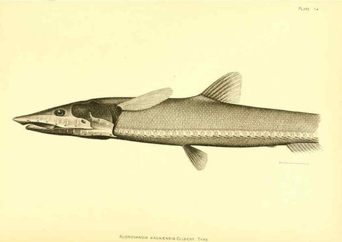 Reproducción/Reproduction 6130279336: The deep-sea fishes [of the Hawaiian Islands] Washington,Govt. Print. Off.,1905